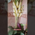 কোরআন তেলাওয়াত শুনলে অন্তর শিতল হয়ে যায়।#islamc#reels#bangla#duet#ツイステッドワンダーランド